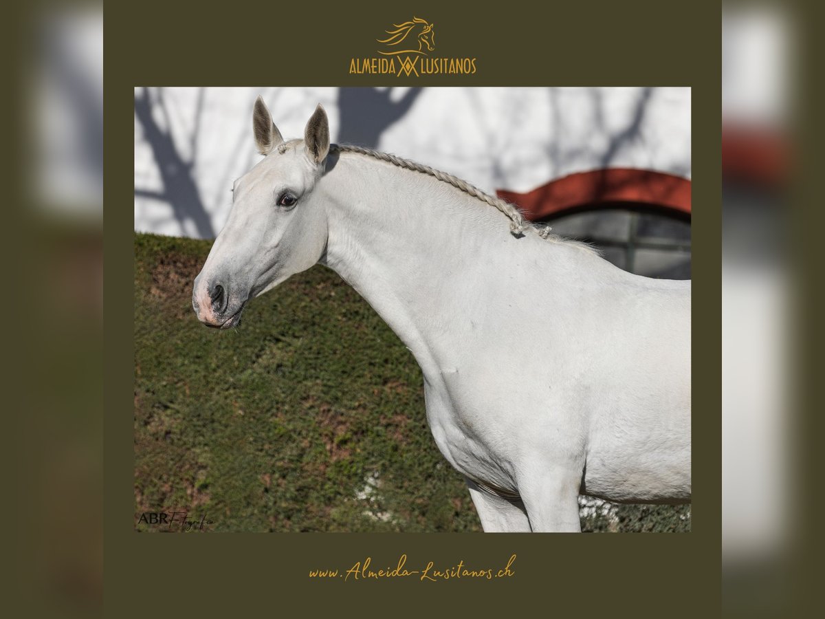 Lusitano Mare 4 years Gray in Coruche