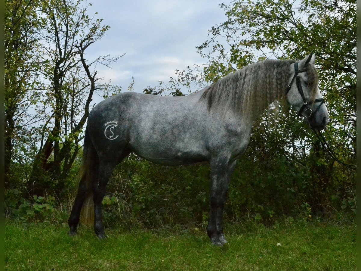Lusitano Mix Mare 5 years 15,2 hh Grey-Blue-Tan in W&#xFC;rzburg