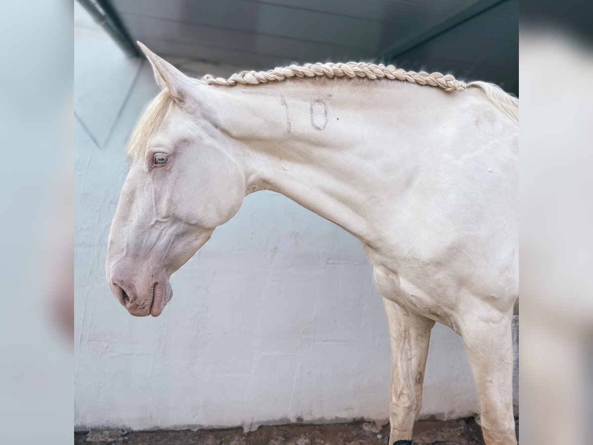 Lusitano Mare 5 years 16,1 hh Cremello in RIO MAIOR