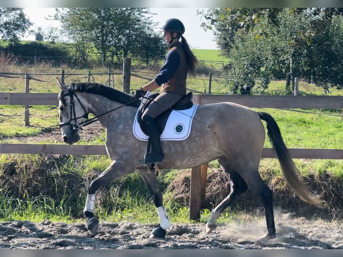Lusitano Mare 5 years 16 hh Grey in Saint-Malon-sur-Mel