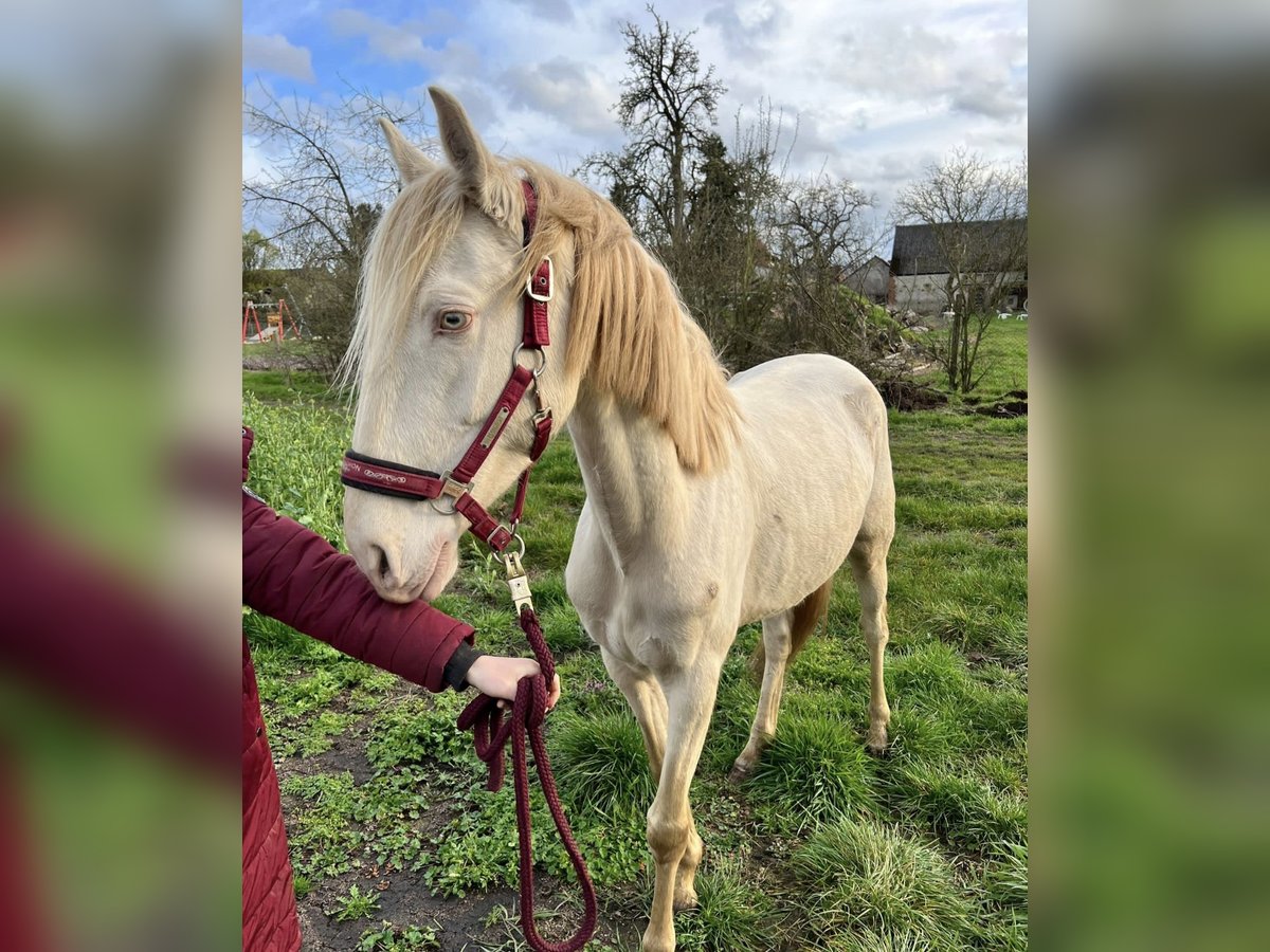 Lusitano Mare 6 years 14,1 hh Cremello in Beetzendorf