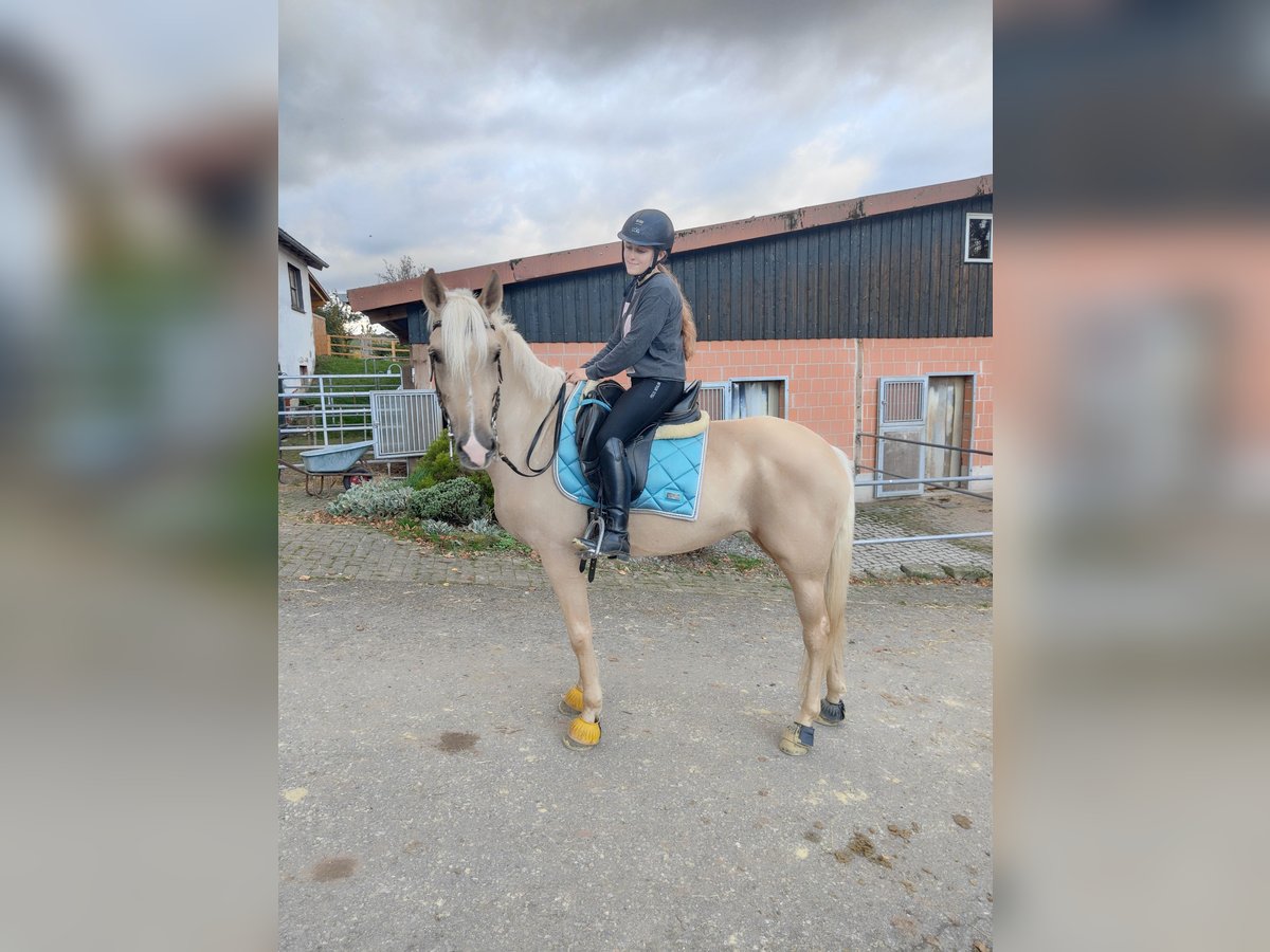 Lusitano Mare 6 years 15,2 hh Palomino in Waldeck