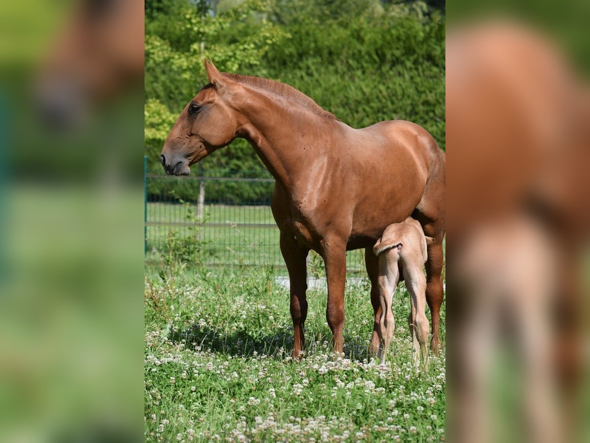 Lusitano Mare 6 years 16,1 hh Chestnut-Red in Arras