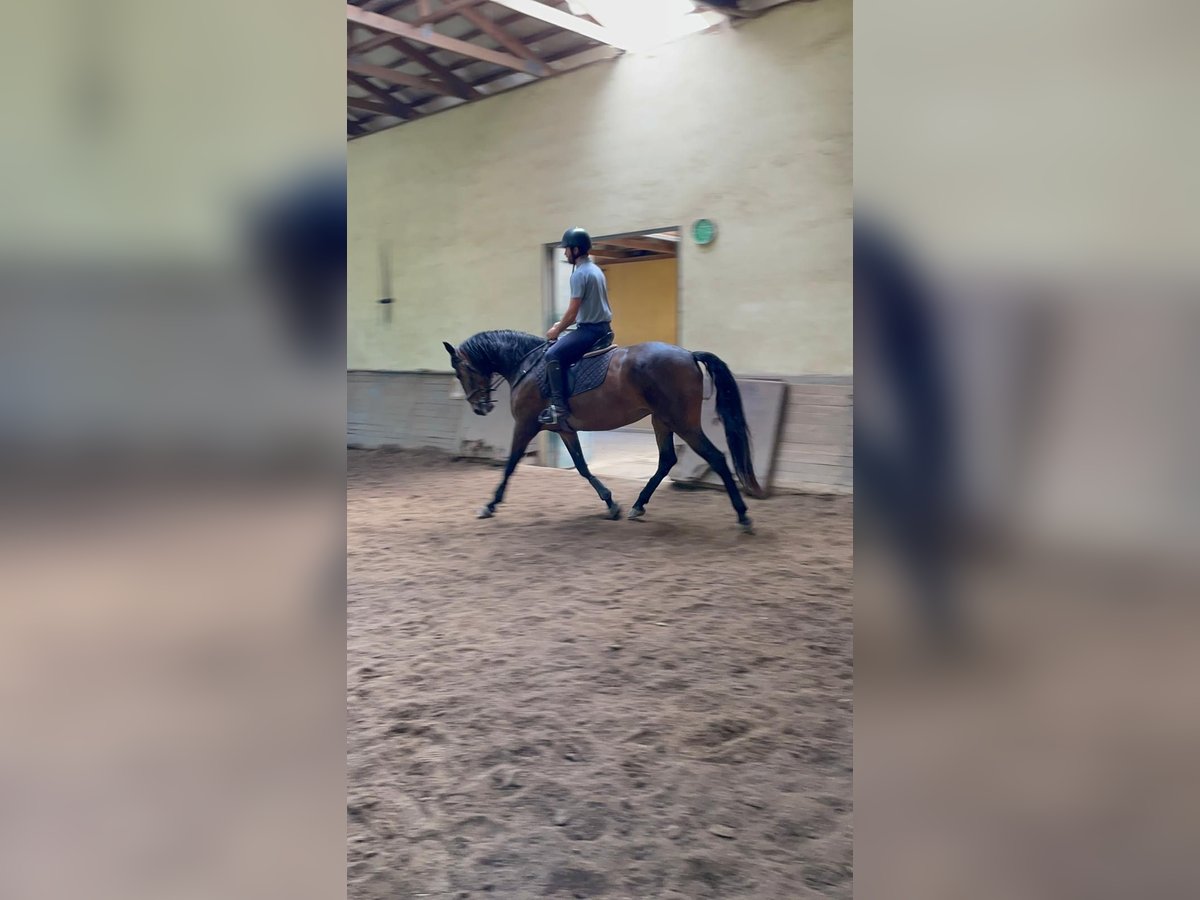 Lusitano Mare 6 years 16,2 hh Brown in Rio Maior