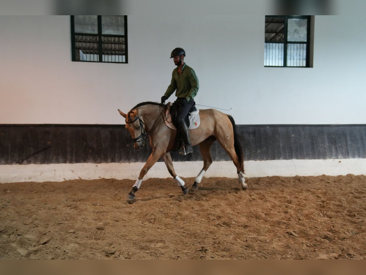 Lusitano Mix Mare 6 years 17 hh Buckskin in Coruche