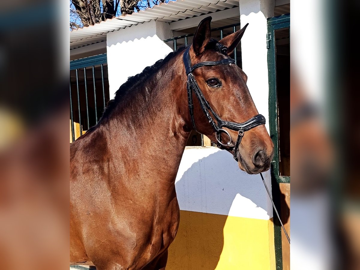 Lusitano Mare 7 years 15,2 hh Brown in Martfeld