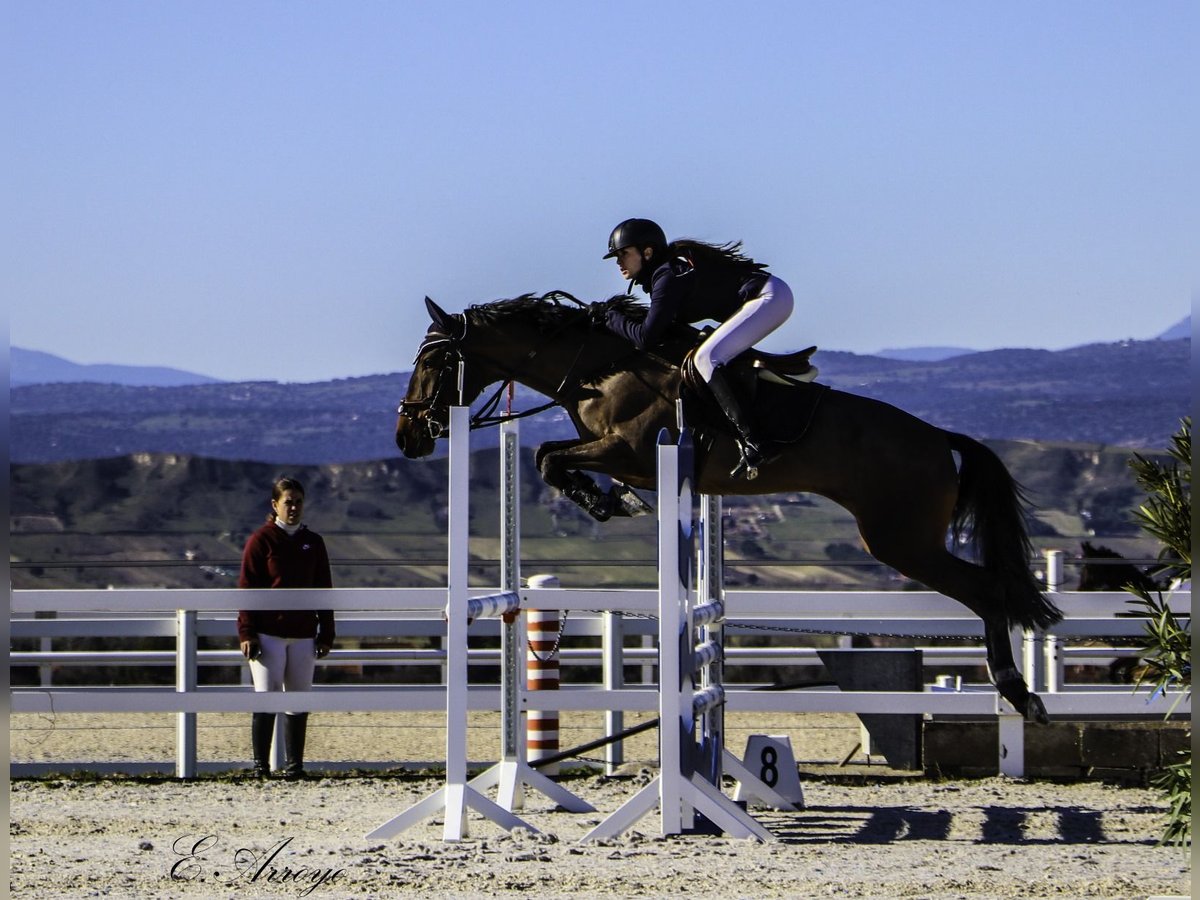 Lusitano Mare 7 years 16 hh Brown in Madrid