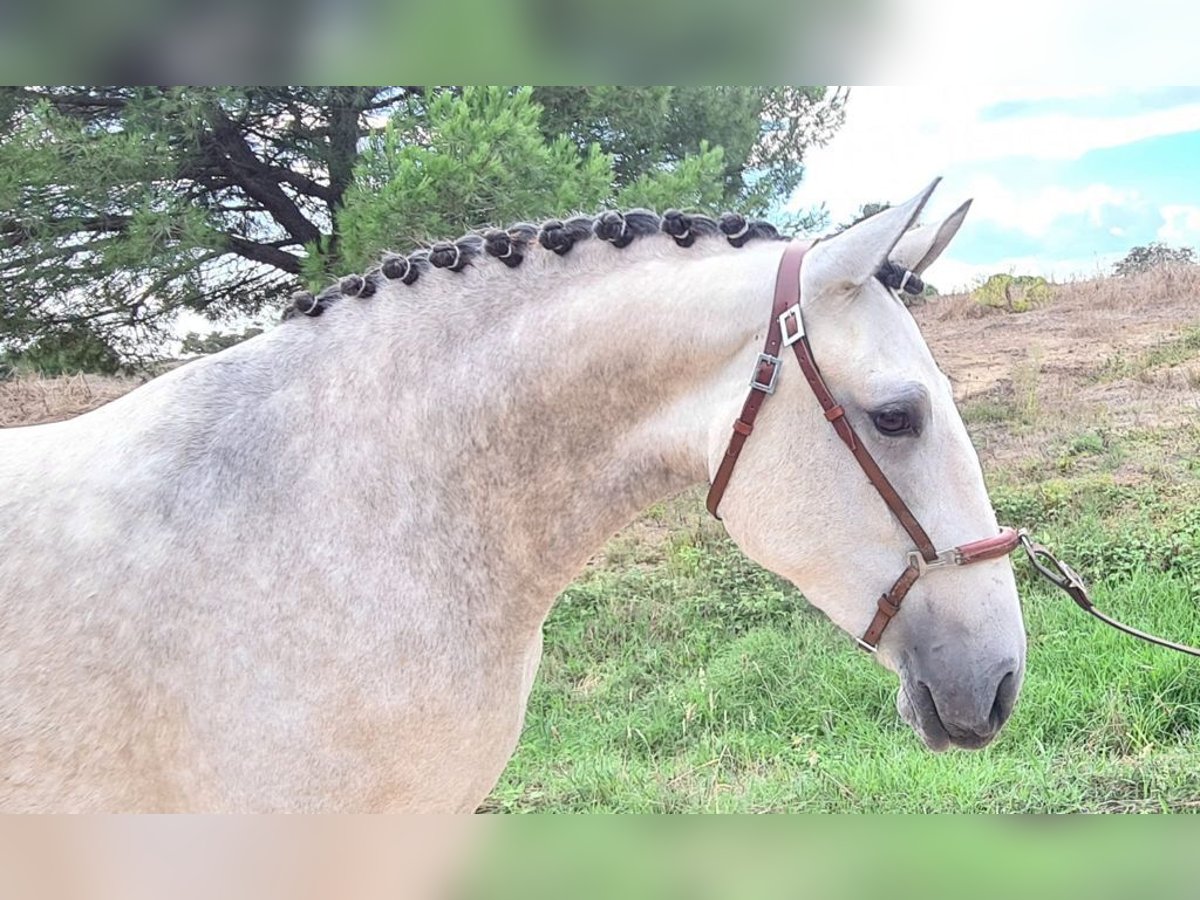 Lusitano Mare 7 years 16 hh Grey in Courtedoux