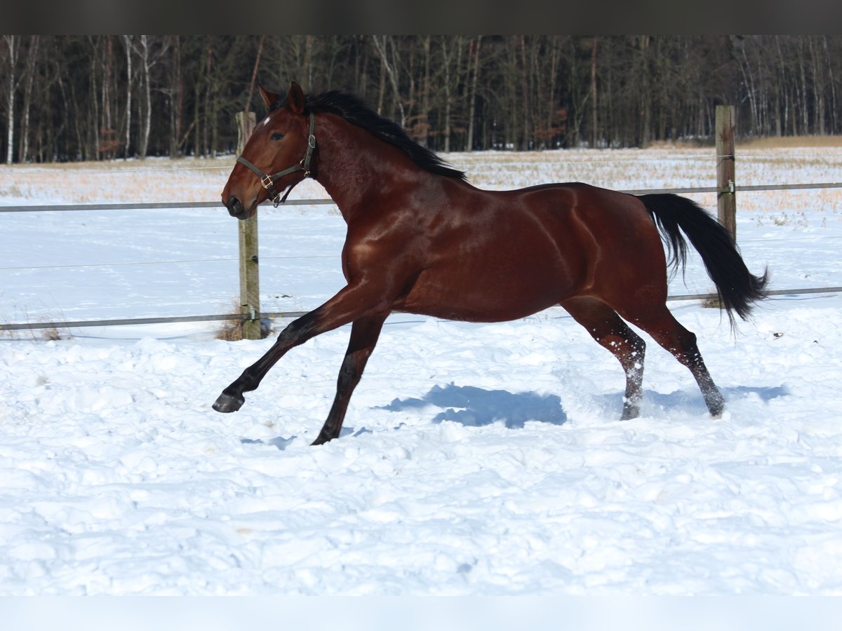 Lusitano Mare 8 years 15,2 hh Brown in Halle NRW