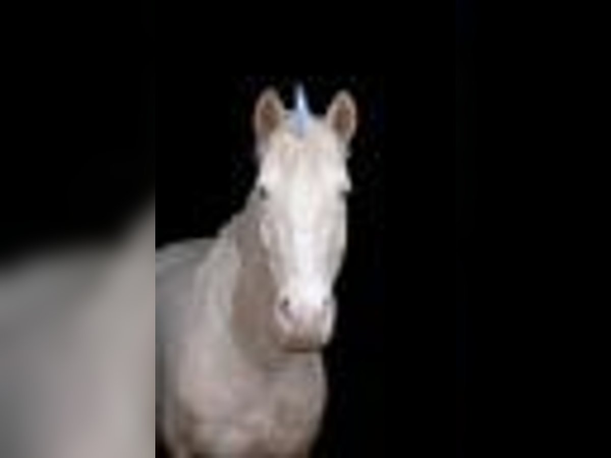 Lusitano Mare 9 years 14,2 hh Cremello in Weiterstadt
