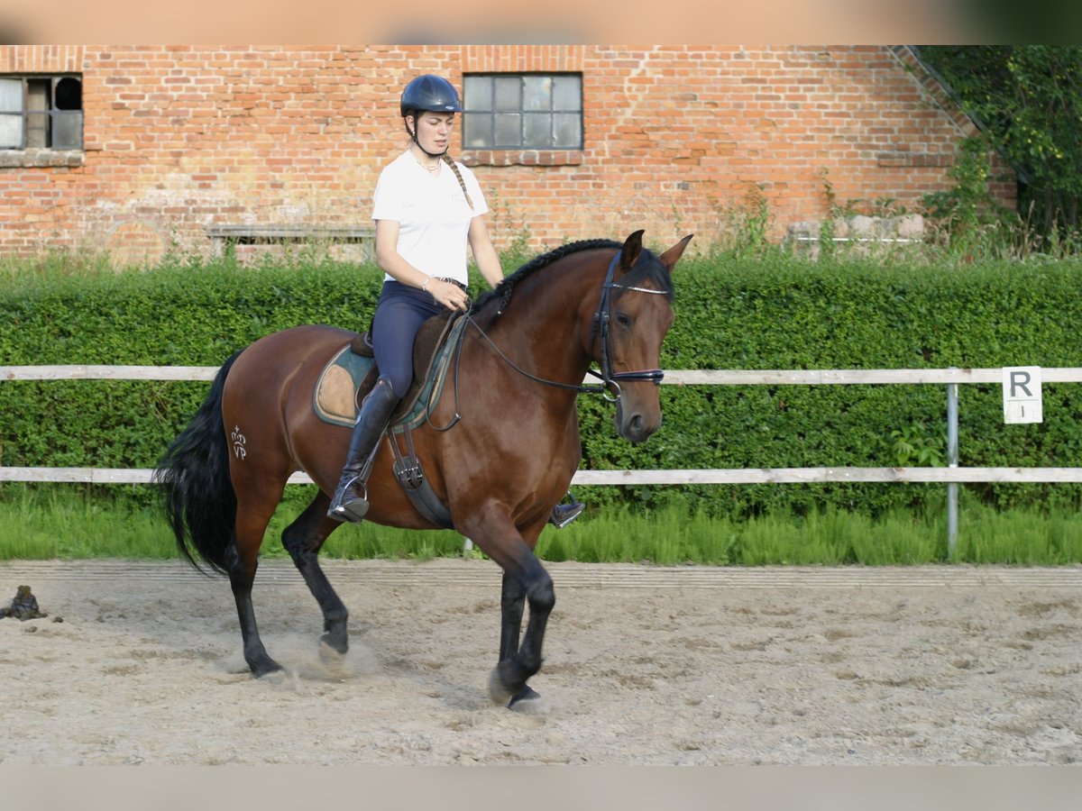 Lusitano Mare 9 years 15,2 hh Brown in KielKiel