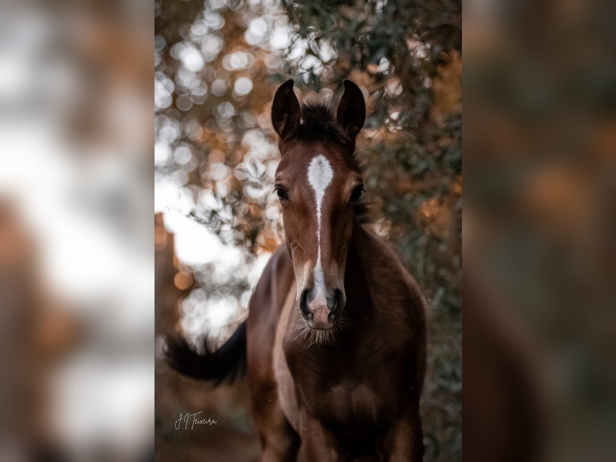 Lusitano Mare Foal (02/2024) 15,2 hh Brown in Rio Major