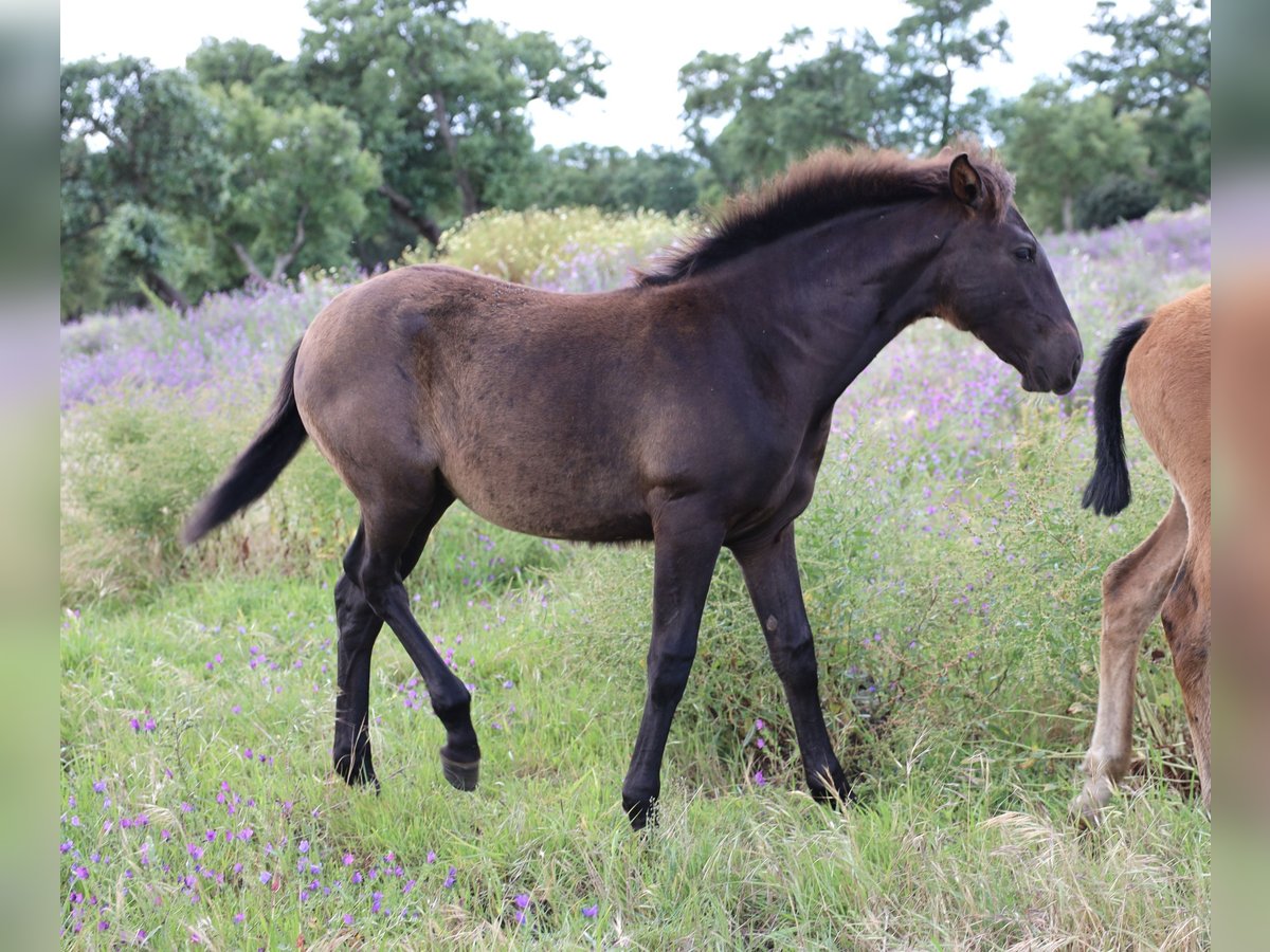 Lusitano Mare Foal (01/2024) 16,1 hh Bay-Dark in Ribamar