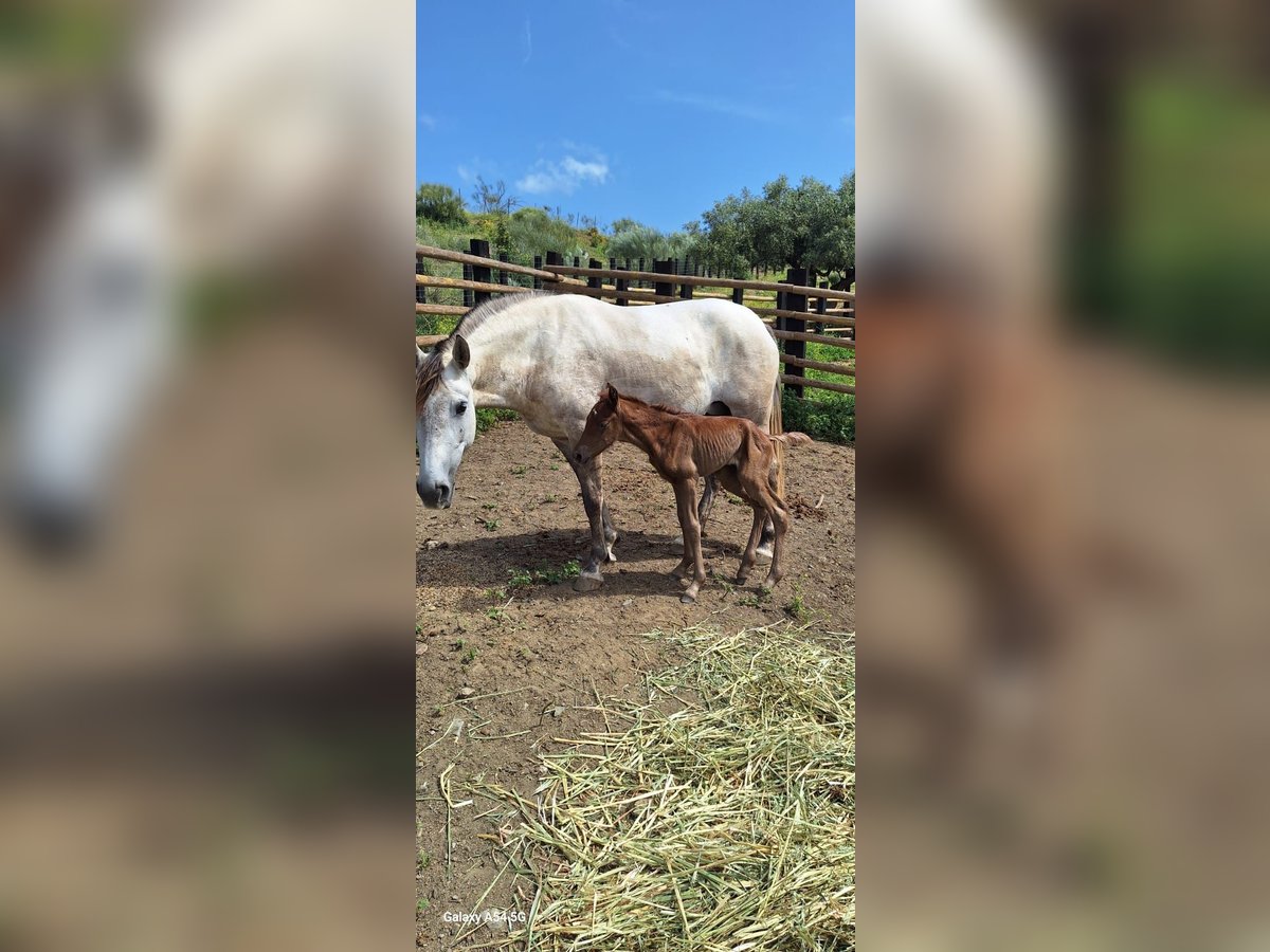 Lusitano Mare Foal (04/2025) 16,1 hh Grey in Malaga
