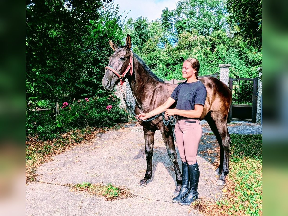 Lusitano Mare Foal (01/2024) Black in Draillant