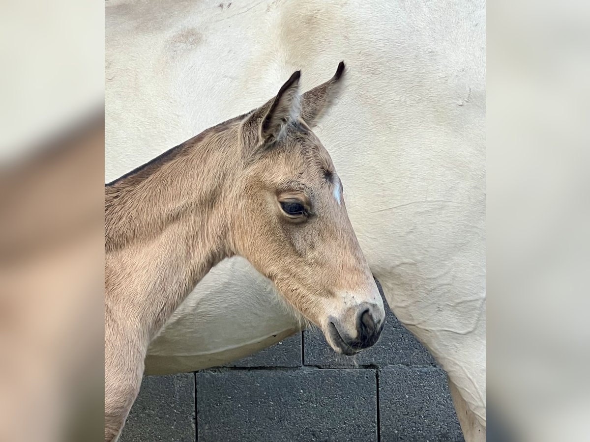 Lusitano Mare Foal (04/2024) Buckskin in Espirdo