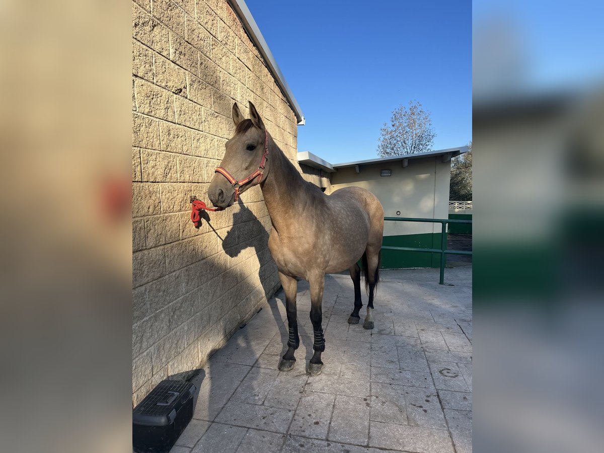 Lusitano Mix Merrie 10 Jaar 155 cm Falbe in Liaño