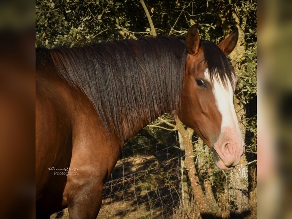 Lusitano Merrie 10 Jaar 159 cm Bruin in Caldas da Rainha