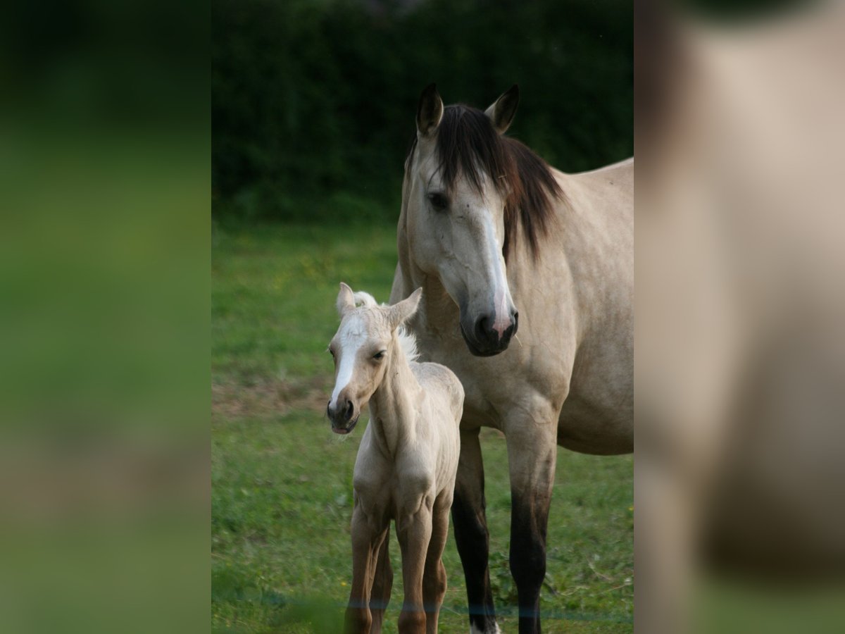 Lusitano Merrie 11 Jaar 160 cm Falbe in Saligny sur Roudon