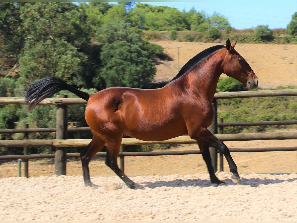 Lusitano Merrie 19 Jaar 160 cm Bruin in Ribamar
