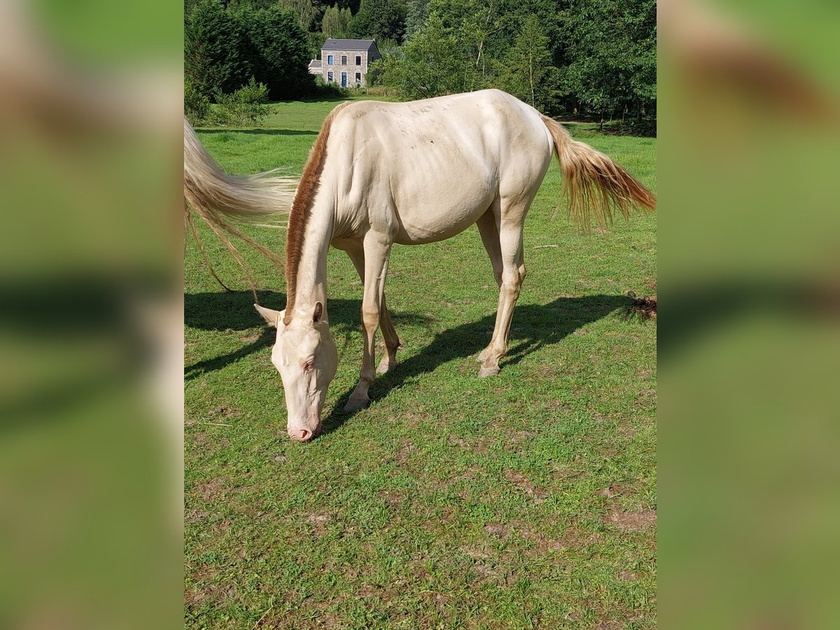 Lusitano Merrie 1 Jaar 155 cm Pearl in Evrehailles