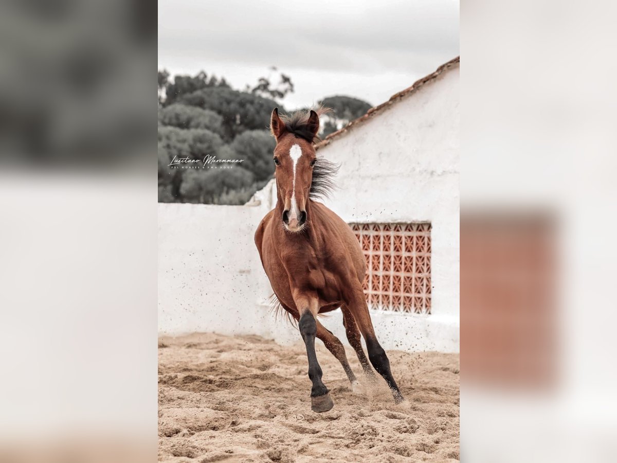 Lusitano Merrie 1 Jaar 158 cm Bruin in Rio Maior Lusitano Merrie 1 Jaar 158 cm Bruin in Rio Maior