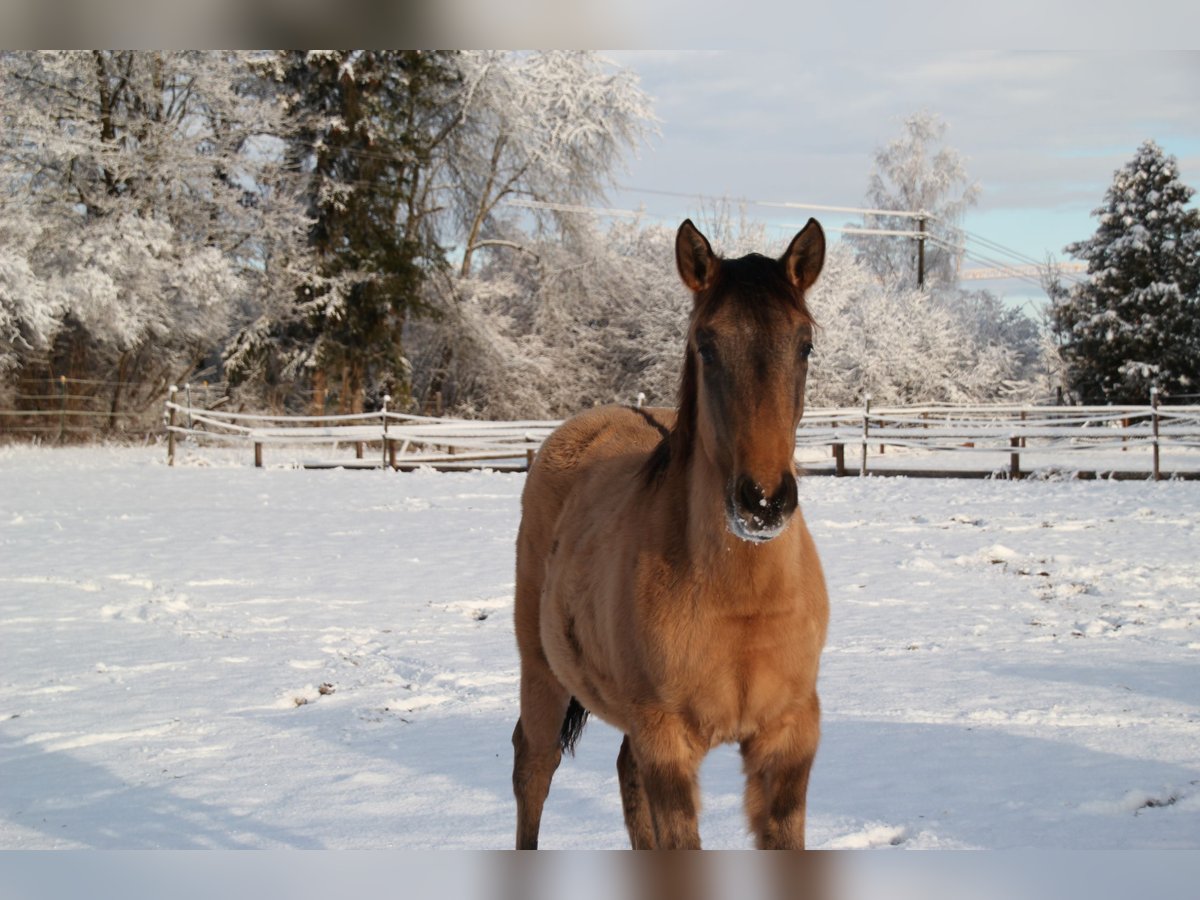 Lusitano Merrie 1 Jaar 162 cm Falbe in Fuchstal