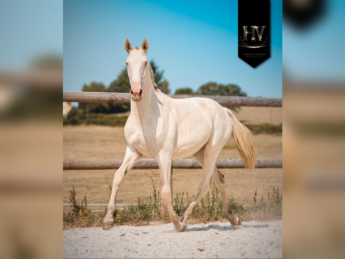 Lusitano Merrie 1 Jaar Cremello in Marly-sous-Issy