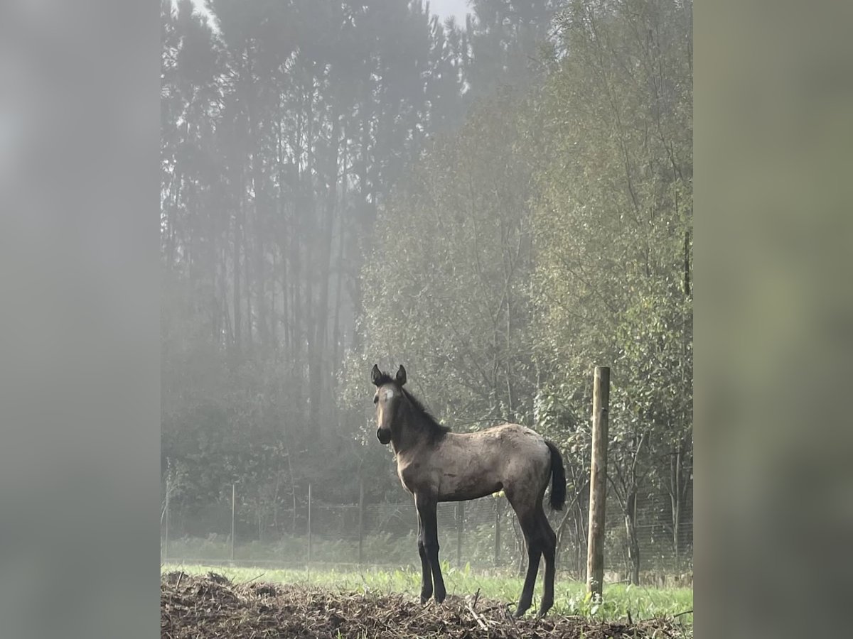 Lusitano Merrie 1 Jaar Roodbruin in Ourém