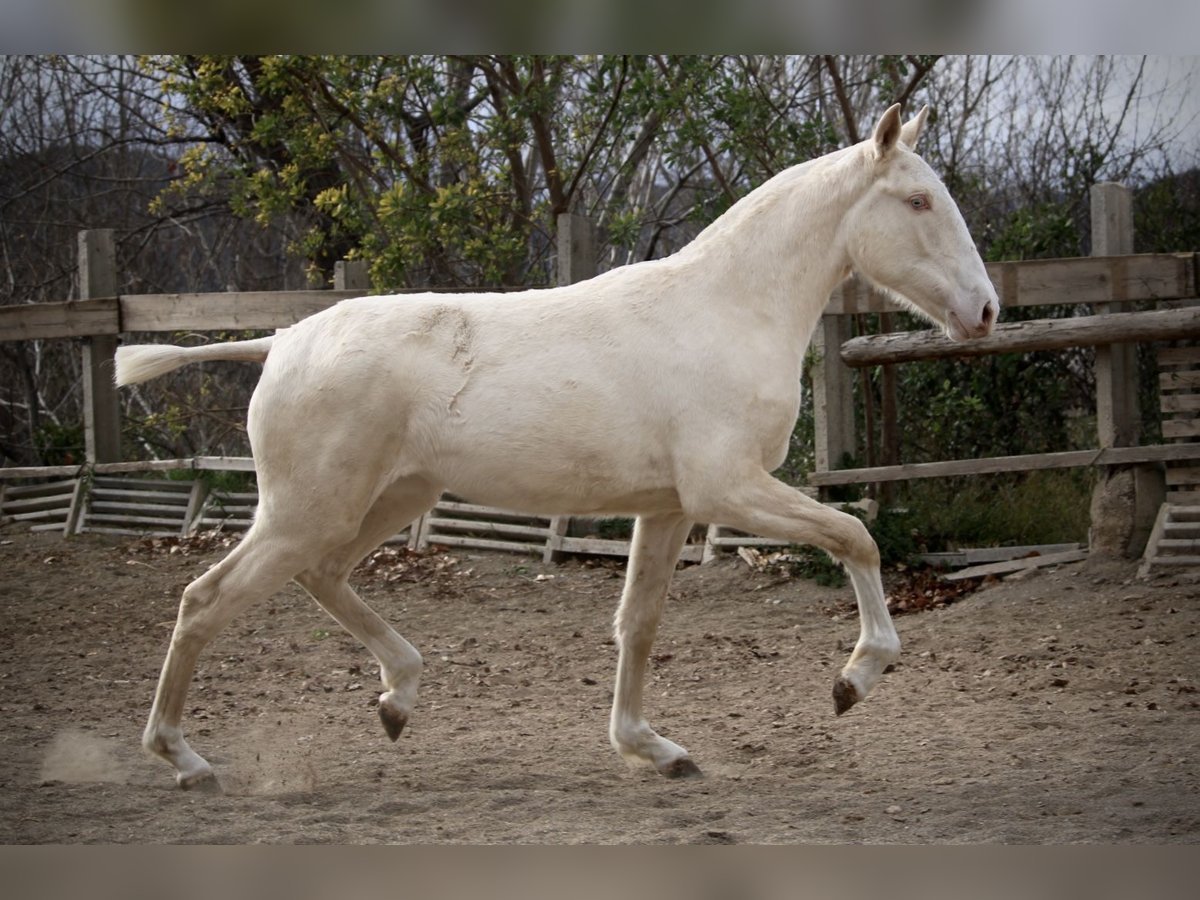 Lusitano Merrie 2 Jaar 150 cm Cremello in Valencia