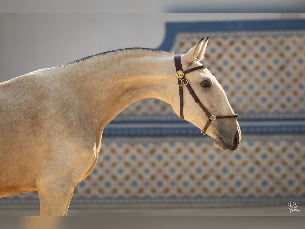 Lusitano Merrie 2 Jaar 158 cm Buckskin in Lavre