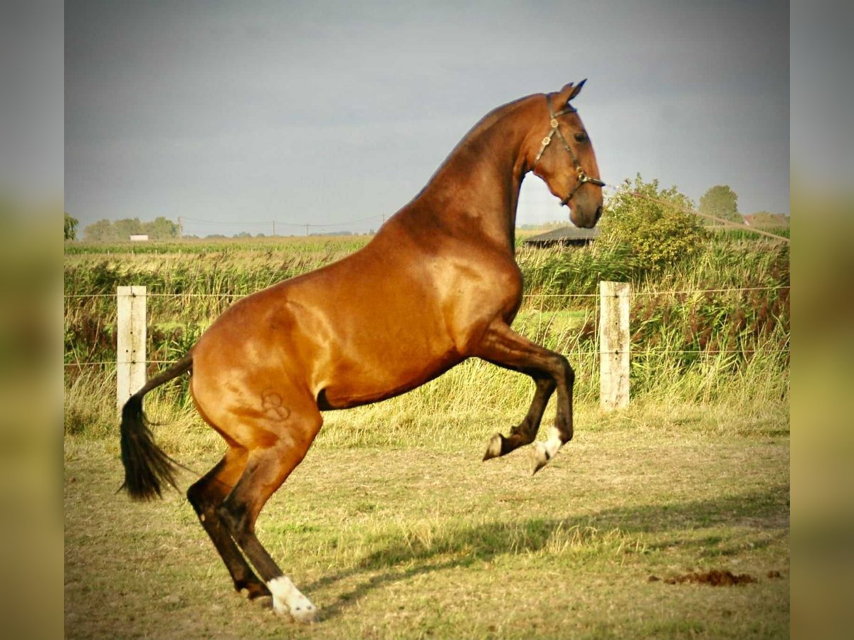 Lusitano Merrie 2 Jaar 160 cm in Bredene
