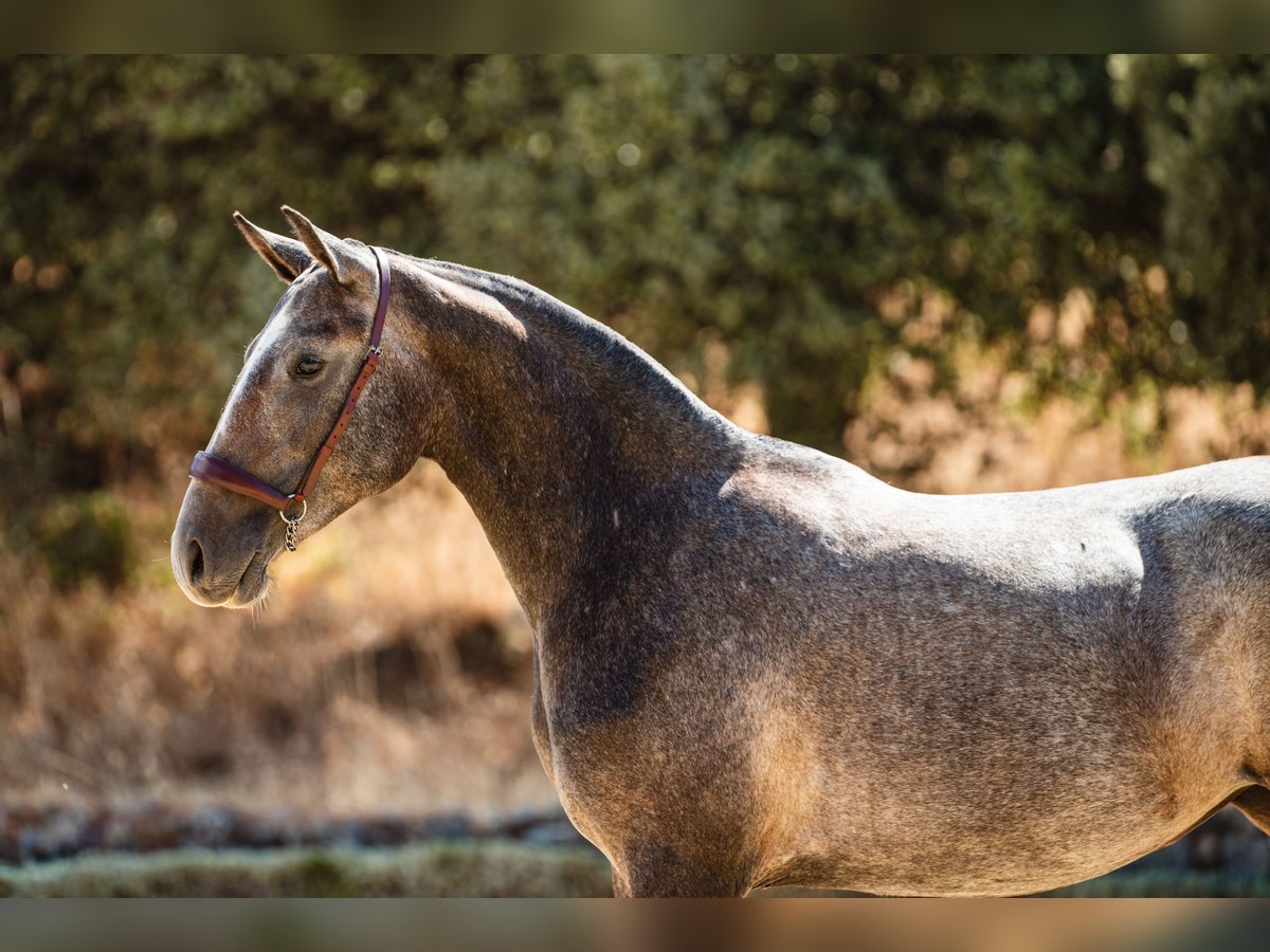 Lusitano Merrie 2 Jaar 160 cm Schimmel in Montecorto