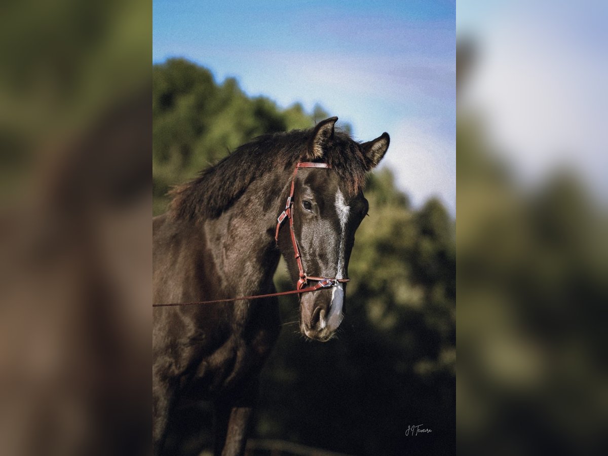 Lusitano Merrie 2 Jaar 160 cm Zwart in Rio Maior