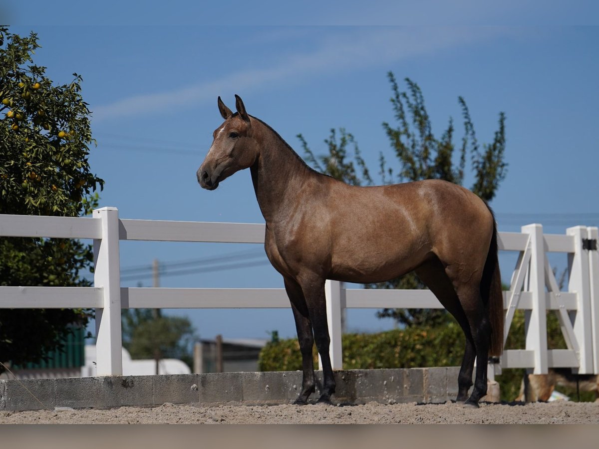 Lusitano Merrie 2 Jaar 162 cm Rood schimmel in Agua Derramada