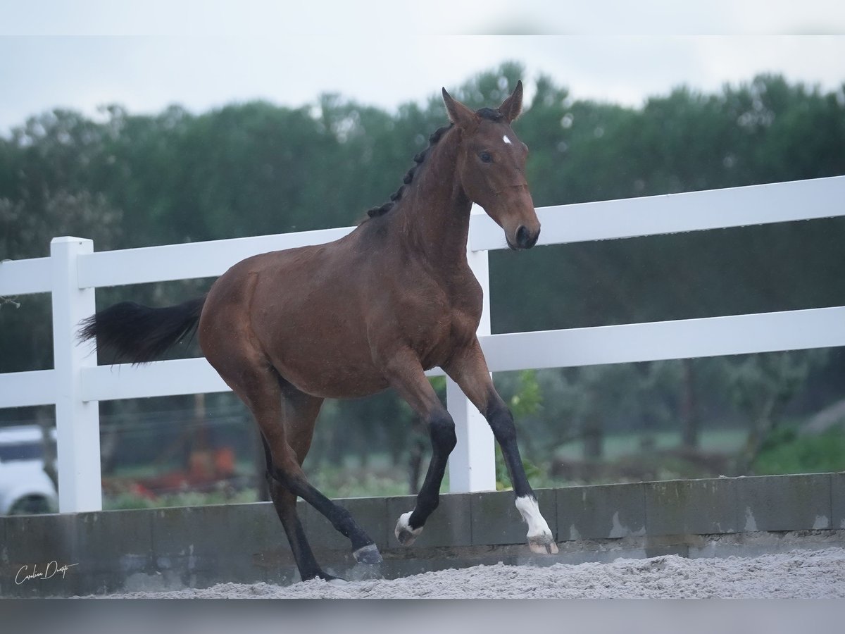 Lusitano Merrie 2 Jaar 162 cm Roodbruin in &#xC1;gua Derramada