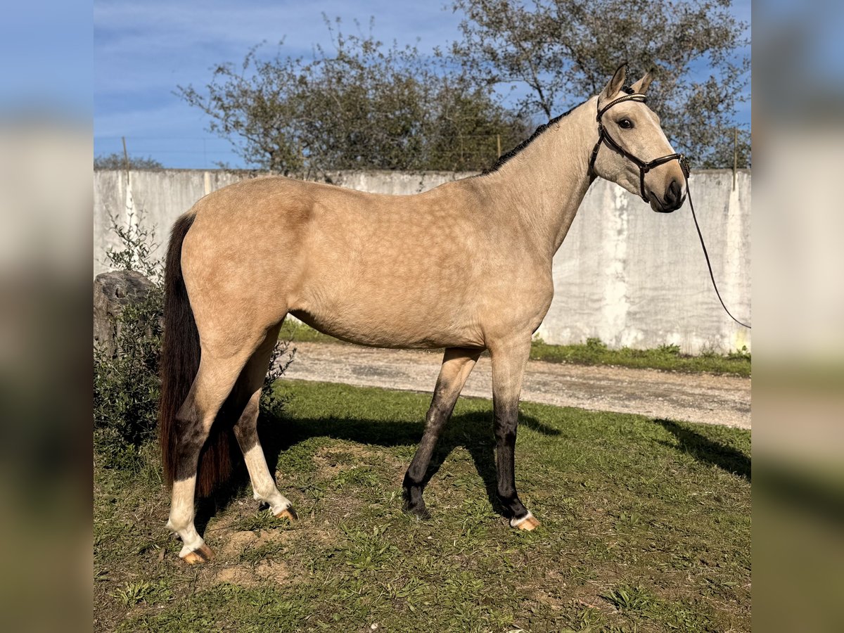 Lusitano Merrie 3 Jaar 146 cm Buckskin in Casal do Ralha