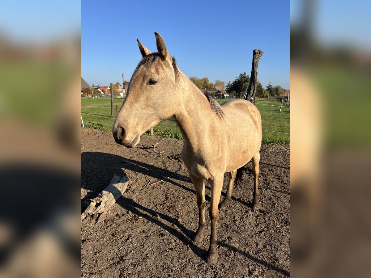 Lusitano Merrie 3 Jaar 160 cm Buckskin in Nennhausen OT Damme