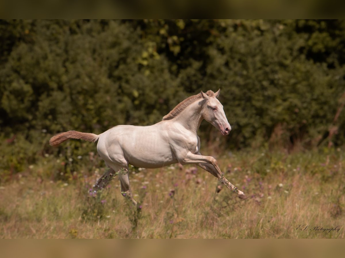 Lusitano Merrie 3 Jaar 160 cm Pearl in W&#xF6;llstein