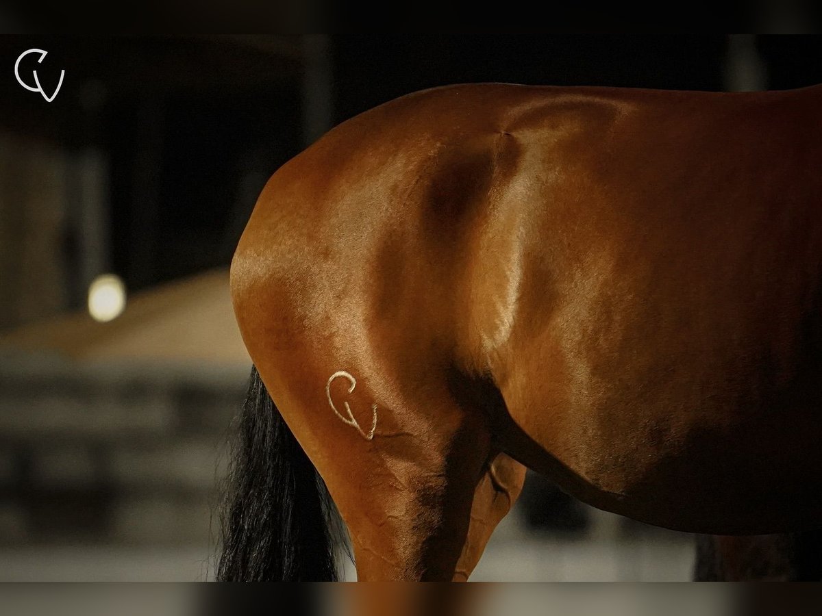 Lusitano Merrie 3 Jaar 167 cm Roodbruin in Agua Derramada