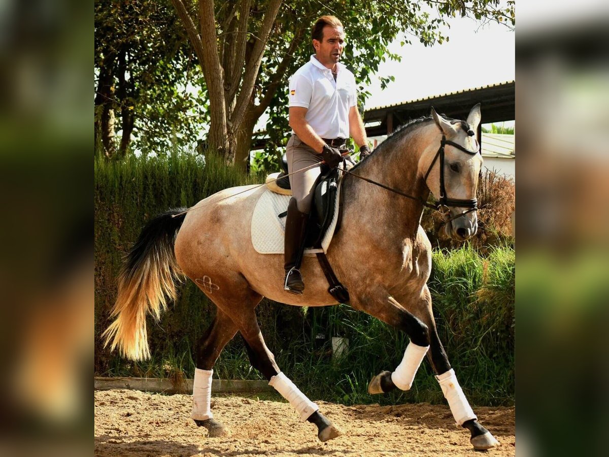 Lusitano Mix Merrie 3 Jaar 172 cm Schimmel in SEVILLA