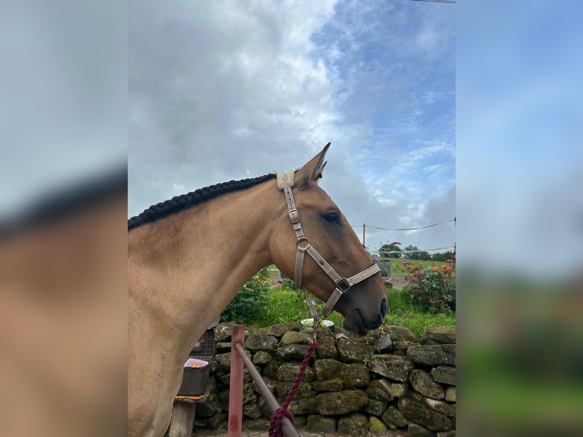 Lusitano Merrie 3 Jaar Falbe in Schleusingen