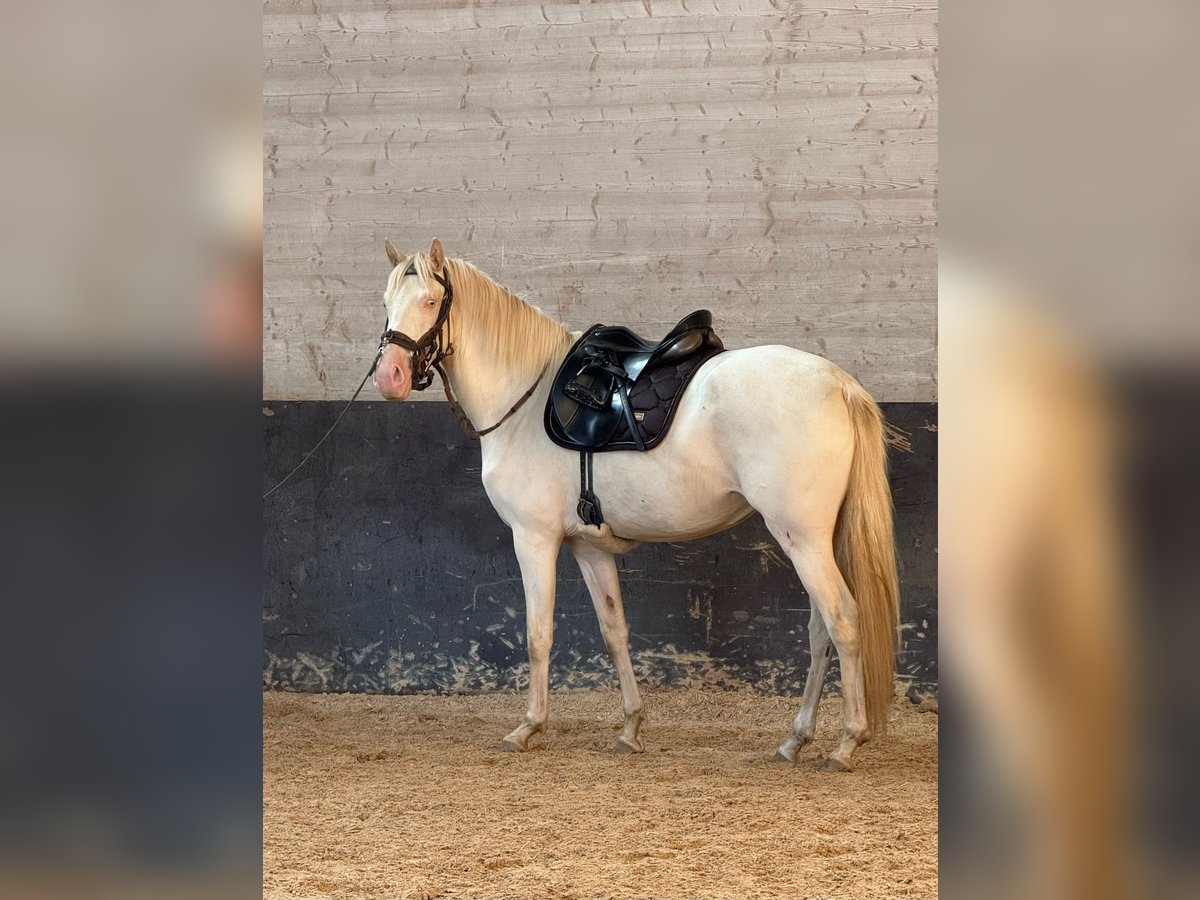 Lusitano Merrie 4 Jaar 152 cm in Friesenried