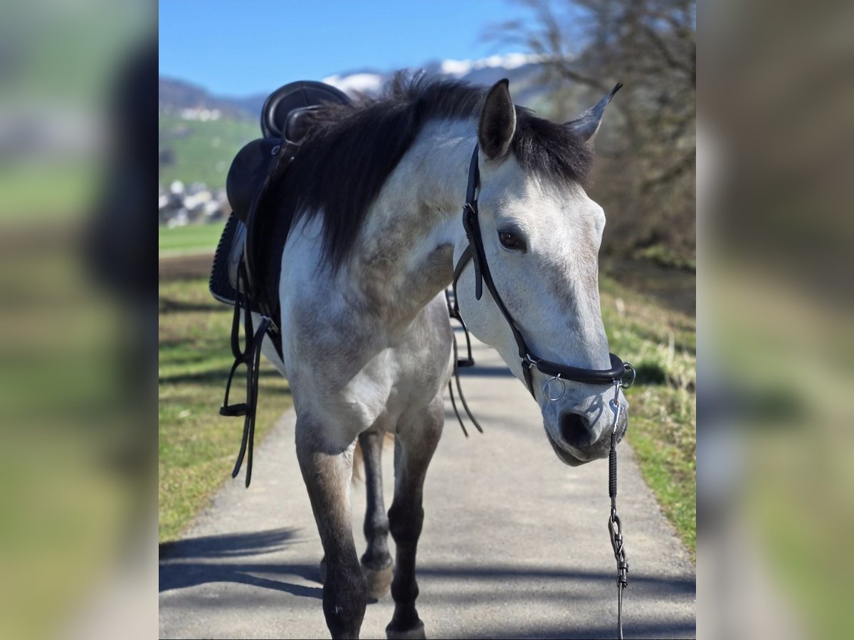 Lusitano Merrie 4 Jaar 156 cm Roan-Red in Kaltbrunn