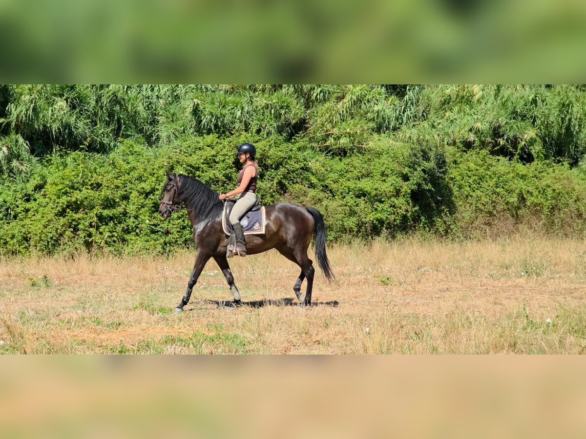 Lusitano Merrie 4 Jaar 158 cm Donkerbruin in Vale da Pedra
