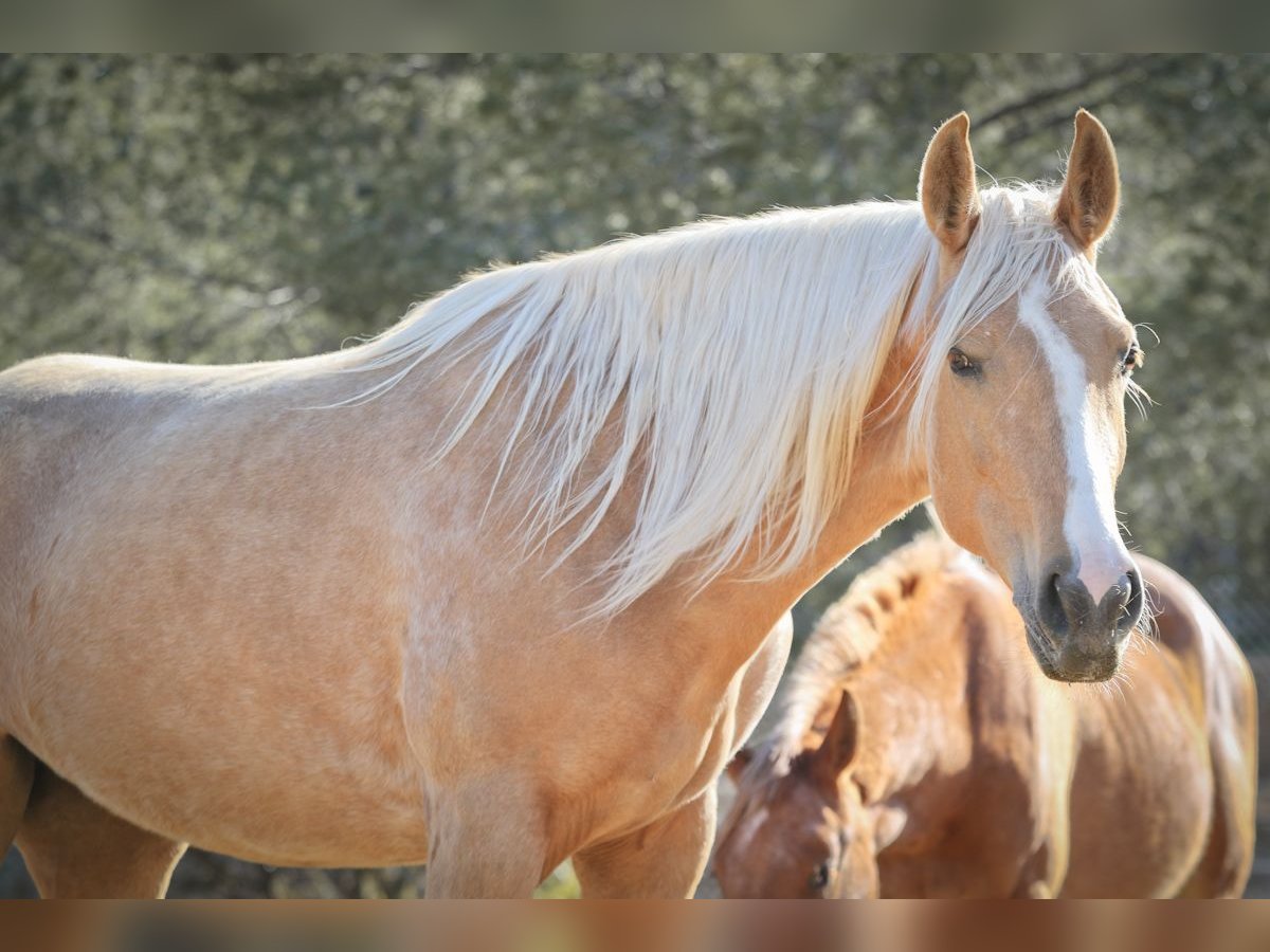Lusitano Mix Merrie 4 Jaar 161 cm Palomino in Alcoi/Alcoy