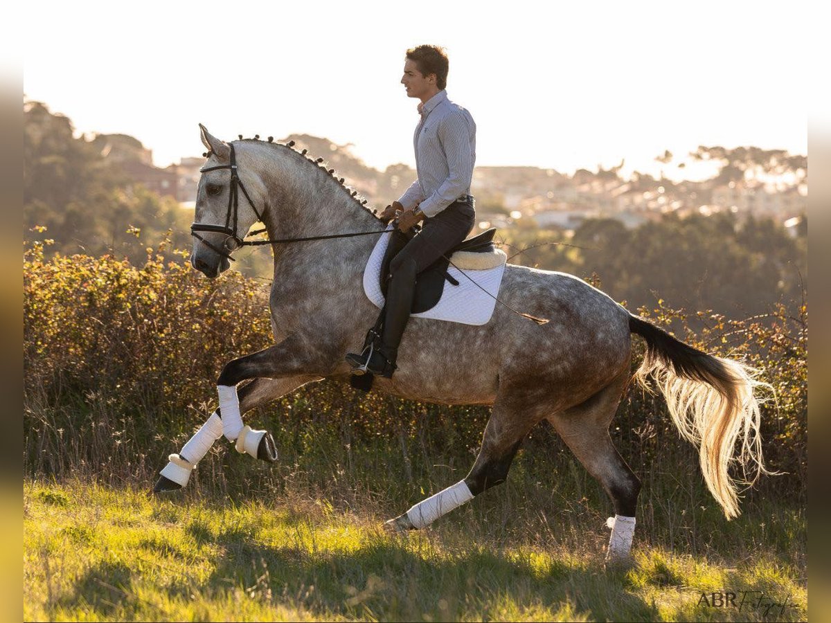 Lusitano Merrie 4 Jaar 166 cm Schimmel in Lisboa