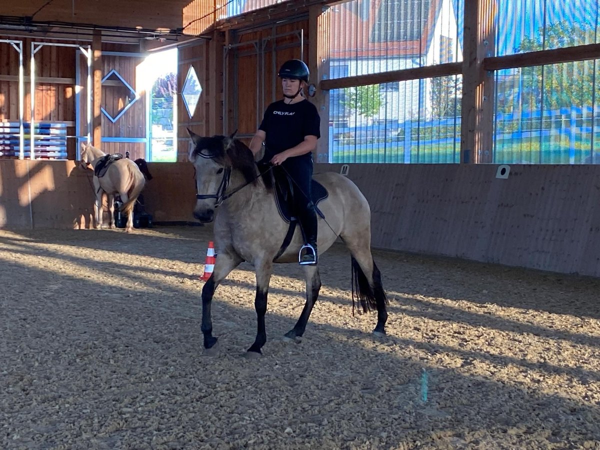 Lusitano Mix Merrie 5 Jaar 153 cm Buckskin in Treuchtlingen