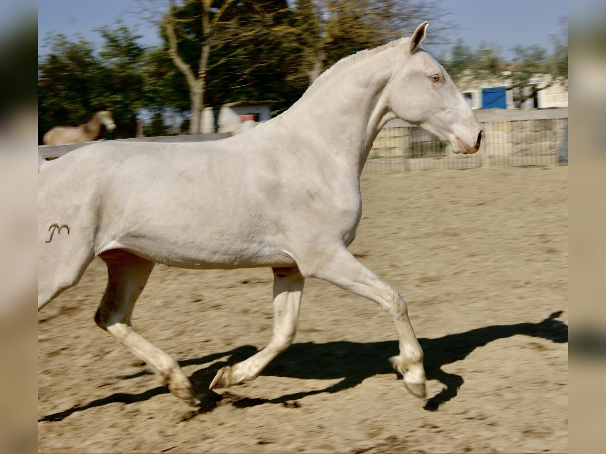 Lusitano Merrie 5 Jaar 155 cm Cremello in Le Cailar