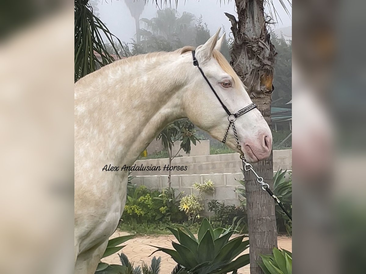 Lusitano Merrie 5 Jaar 163 cm Perlino in Sevilla